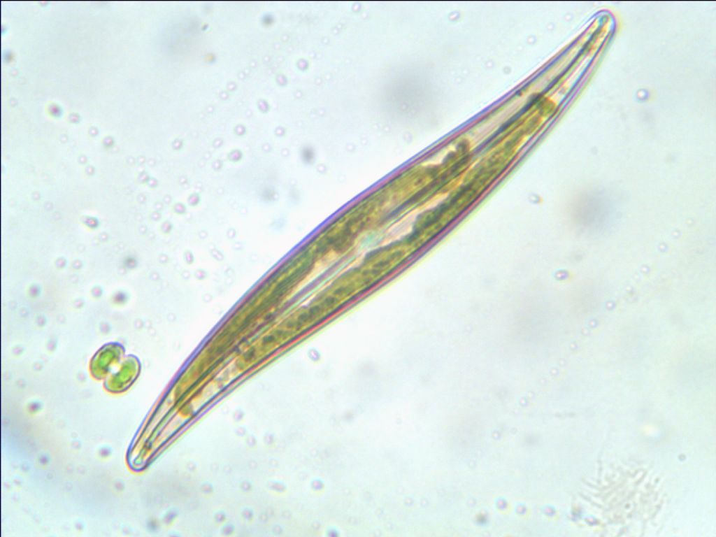 Gyrosigma cf attenuatum